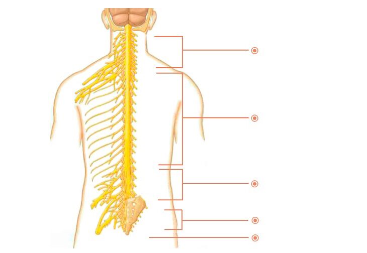 гръбначномозъчни нерви